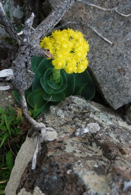 Volle Blüte, oberhalb Taguluche, Westküste