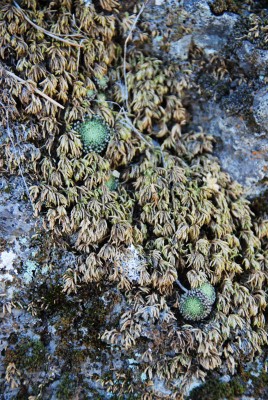 Monanthes palles in Moospolster