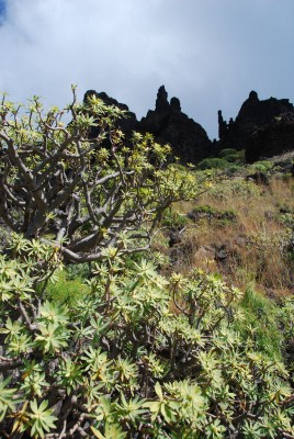 Euphorbia balsamifera 02.JPG