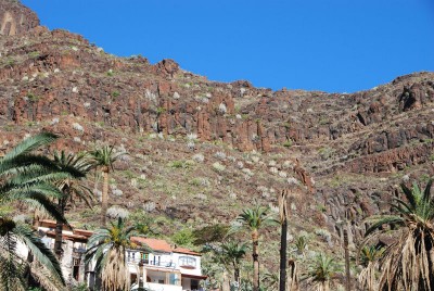 Bestand in Felswand, El Guro, Valle Gran Rey, ca. 200 m Seehöhe