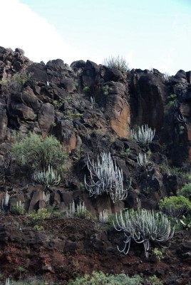 Euphorbia canariensis 04.JPG