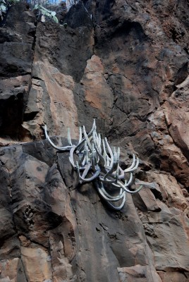 Einsam in der Felswand bei Taco, Süd-Gomera, ca. 200 m Seehöhe