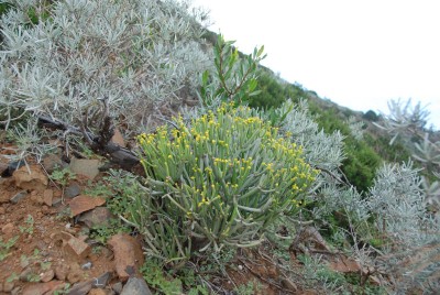 Das erste Exemplar am Wegesrand, ca. 450 m Seehöhe
