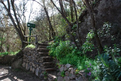 Lorbeerwald 02.JPG