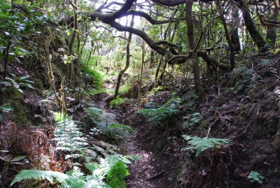 Lorbeerwald 03.JPG