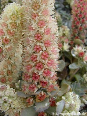 o_keiko2c.jpg (50.32 KiB) 12488 mal betrachtet Orostachys boehmeri 'Keiko'