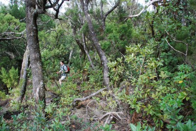 Lorbeerwald 04.JPG