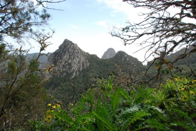 Lorbeerwald 05.JPG