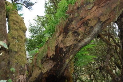 Aichryson als Epiphyt im Lorbeerwald