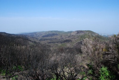 Waldbrand 02.JPG