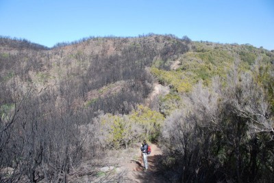 Waldbrand 03.JPG