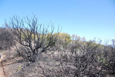 Waldbrand 04.JPG
