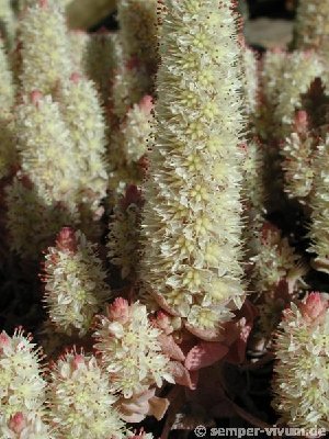 o_keiko21.jpg (58.41 KiB) 13632 mal betrachtet Orostachys boehmeri 'Keiko'
