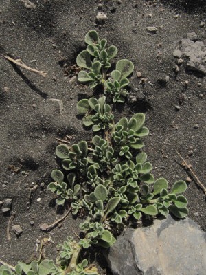 Aizoon canariense 02.JPG