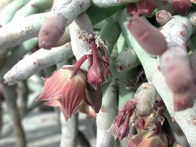 Huernia pendula 2.JPG