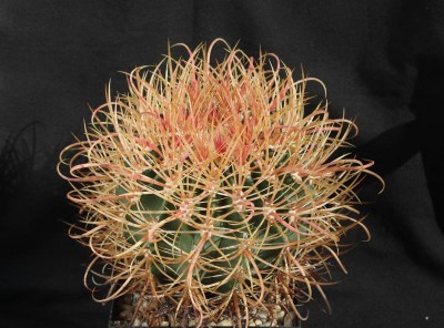 IMG_5875.jpg (98.36 KiB) 12205 mal betrachtet Feroc. chrysacanthus - zumindest ist er mit 'drin ....