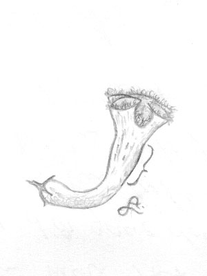 c.carnosa.zeichnung.jpg