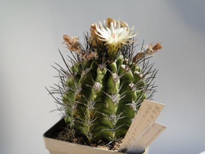 Eriosyce taltalensis ssp. paucicostata (Bl. creme HH) 2011 Juno01.jpg