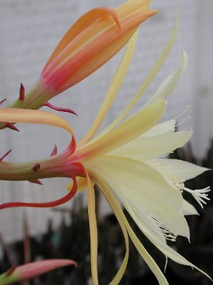 DSCN9387.JPG