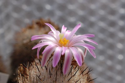 Turbinicarpus beguinii 2013 April14.jpg