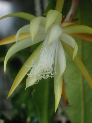 1Disocactus macranthus_600.jpg