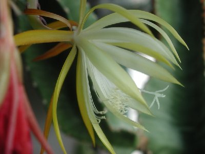 Disocactus macranthus_600.jpg