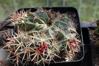 Echinocactus 2013 April28.jpg