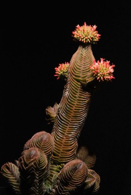 Rätsel 08.3.jpg (85.07 KiB) 25390 mal betrachtet Buddha's Temple