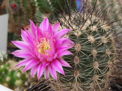 Ec.adustus ssp. roemerianus<br />eine fast gefüllte Blüte die für die Art sehr ungewöhnlich ist.