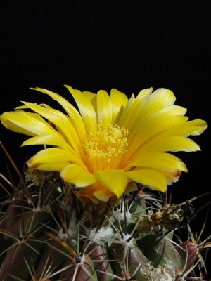 Thelocactus conothelos ssp. auranthiacus 2012 Mai22-2.jpg