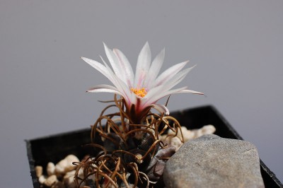 Turbinicarpus frailensis 2013 Mai01-2.jpg