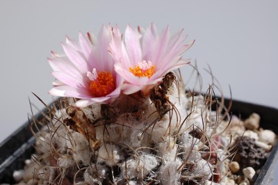 Turbinicarpus laui exARS 2013 Mai01-4.jpg