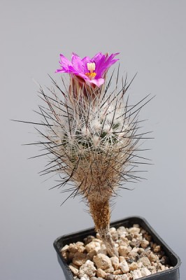 Turbinicarpus subterraneus 2013 Mai01-4.jpg