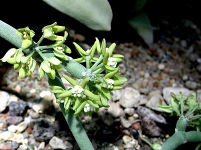 1Sarcostemma viminale_800.jpg (281.38 KiB) 12723 mal betrachtet Aufnahme Botanischer Garten München
