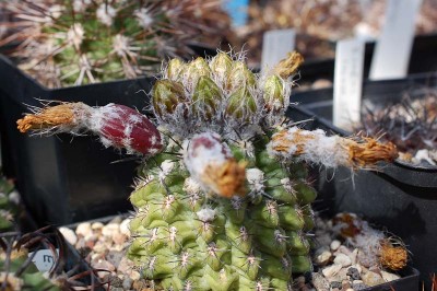 Eriosyce simulans (Nc. pseudocoquimbana) 2013 Mai05-1.jpg