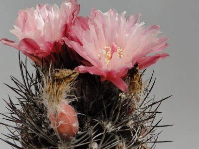 Eriosyce taltalensis v. pygmaea (Nc. pulchella) 2012 Mai22-2.jpg