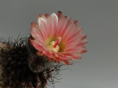 Eriosyce taltalensis v. pygmaea (E. talt. v. polycephala, Np. calderana) 2012 Juno04-1.jpg