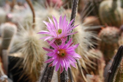 Echinocereus schmollii (Wilcoxia schmollii) 2013 Mai12-3.jpg