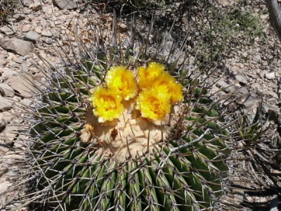 065 P1030244 Echinocactus platyacanthus.jpg