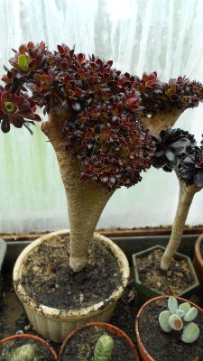 Janda Sammlung - Aeonium crist..JPG