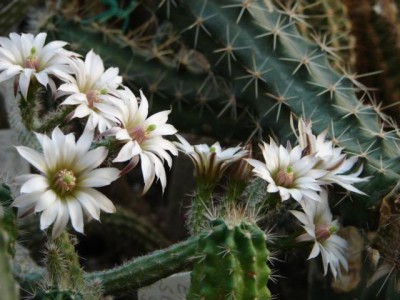 w.leucanthus