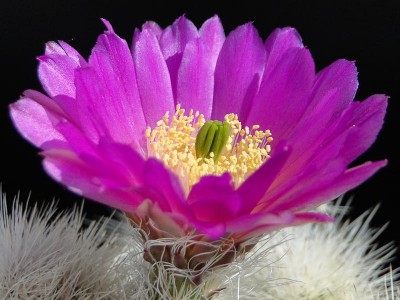 Echinocereus nivosus 2013 Mai14-2.jpg