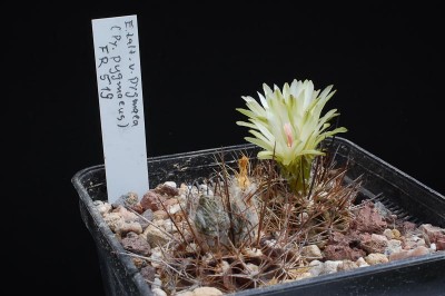 Eriosyce taltalensis v. pygmaea FR519 (Py. pygmaeus) 2013 Mai17.jpg