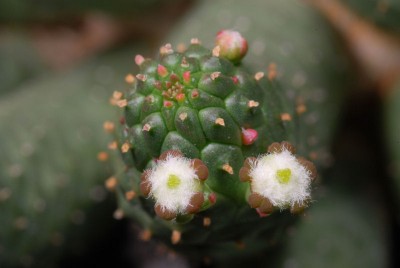 Euphorbia inermis var. inermis 01.JPG