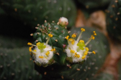 Euphorbia inermis var. inermis 03.JPG