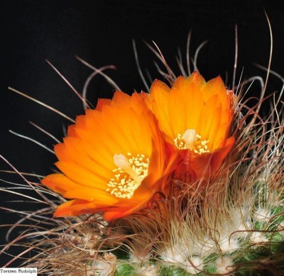 P. herzogii (2).JPG