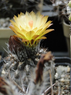 Eriosyce heinrichiana FK81 2012 Juno05-2.jpg