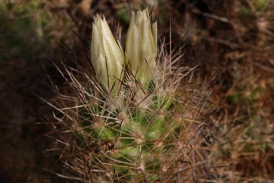 Escobaria dasyacantha 02.JPG