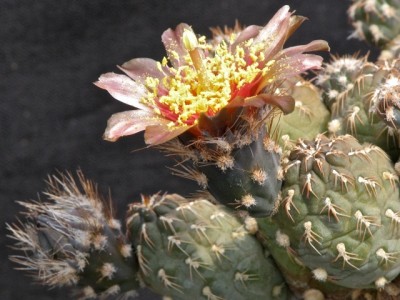 IMG_0390.jpeg (114.75 KiB) 13219 mal betrachtet Puna subterranea