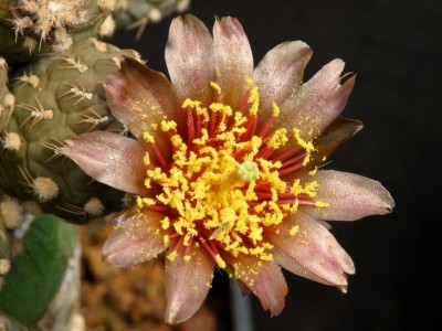 IMG_0387.jpeg (112.69 KiB) 13219 mal betrachtet Puna subterranea